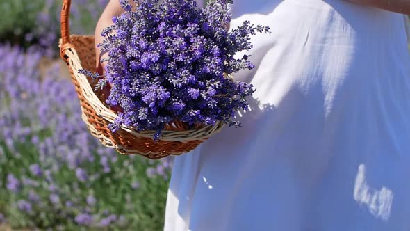 A young woman in a hat and white dress holds a wicker basket with lavender flowers.