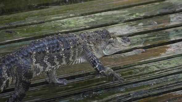 Alligator on a Wooden Wet Platform.