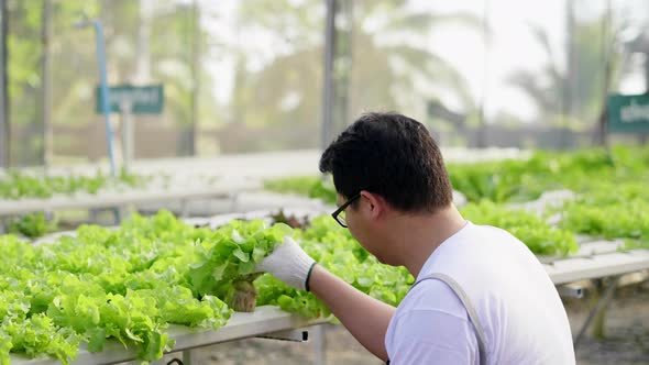 Back view of Asian farmer checking quality of hydroponic vegetables in a hydroponic farm
