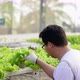 Back view of Asian farmer checking quality of hydroponic vegetables in a hydroponic farm - VideoHive Item for Sale