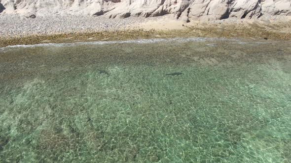 Reef Sharks in Shallow Ocean Water