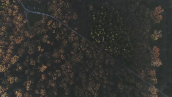 Forest in Ulm Over with Drone at Sunset