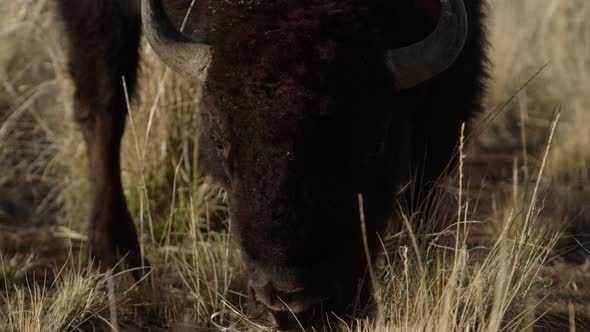 bison closeup grazing in long grass super slow motion