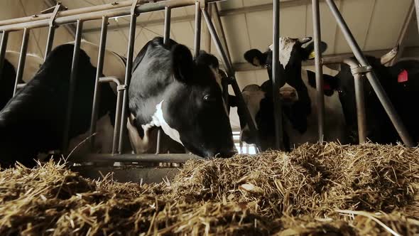 Cows on the Farm During Feeding