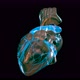 Human Heart - VideoHive Item for Sale