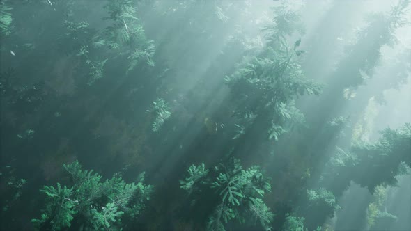 Aerial Sunrays in Forest with Fog