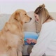 Woman brushing golden retriever in living room, Milan, Italy - VideoHive Item for Sale