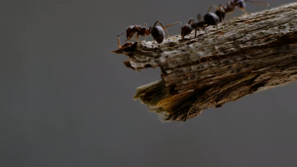 black ants walking on crack of tree trunk with blur green nature background. macro close up