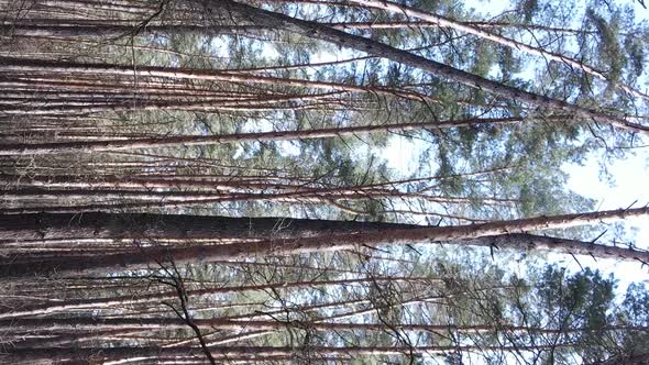 Vertical Video of Trees in a Pine Forest Slow Motion