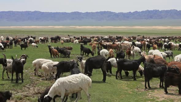 Herd of Sheep and Goats Grazing on Meadow