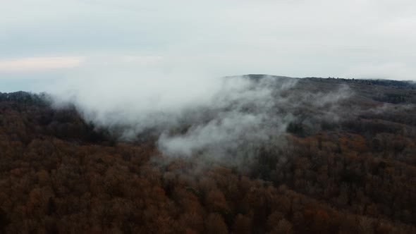 Aerial view of low clouds over the trees