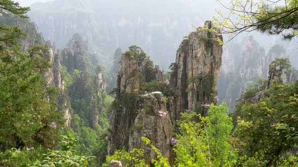 Zhangjiajie National Forest Park, Zhangjiajie, China. Vertical Cliffs Covered with Pine Trees with