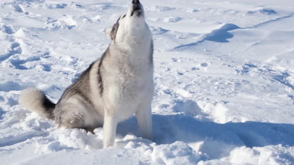 Siberian husky dog plays in the snow on a bright sunny day