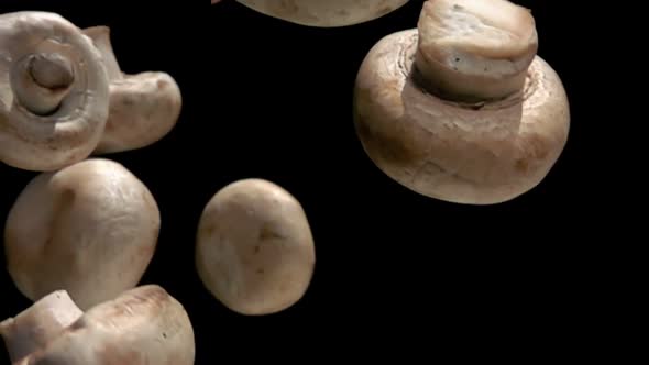 Super Closeup of Champignon Mushrooms Falling Diagonally on Black Background