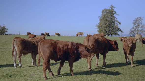 Grazing herd of cows. Looking into camera. 50 fps slowmotion.
