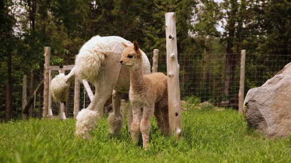 Two Alpacas in Field During Daytime