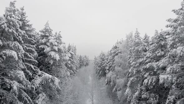 Snow Covered Forest in the Afternoon with Fog Shot on the Throne at Christmas