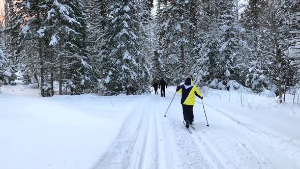 A Walk Through the Winter Forest