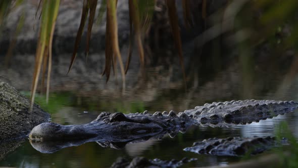 alligators wait for prey with beautiful reflection in jungle swamp