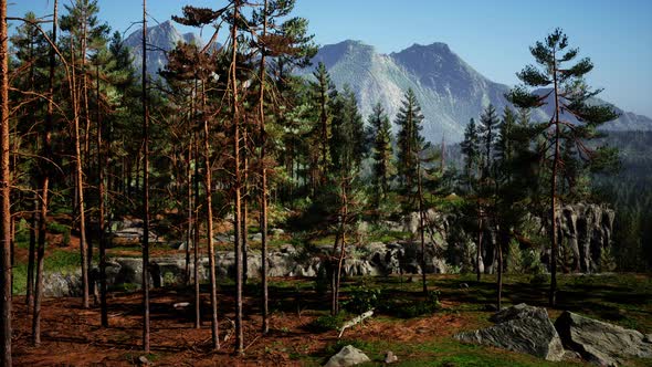 Wild Pine Trees at Dawn During Sunrise in a Beautiful Alpine Forest