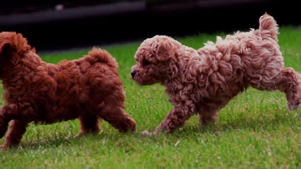 Cute poodle puppy playing in slow motion