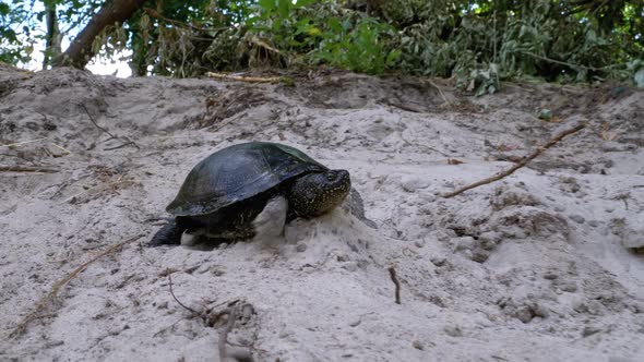 River Turtle Crawling on the Sand Near Riverbank. Slow Motion