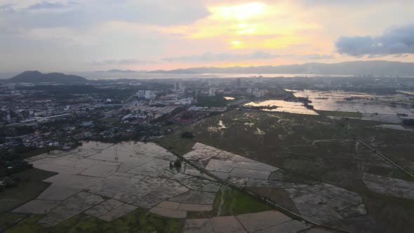 Aerial view paddy field sunset hour