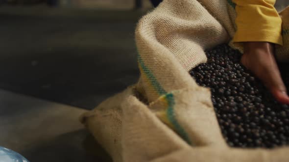 Hands of african american woman at gin distillery inspecting juniper berries and fruit peel in sacks