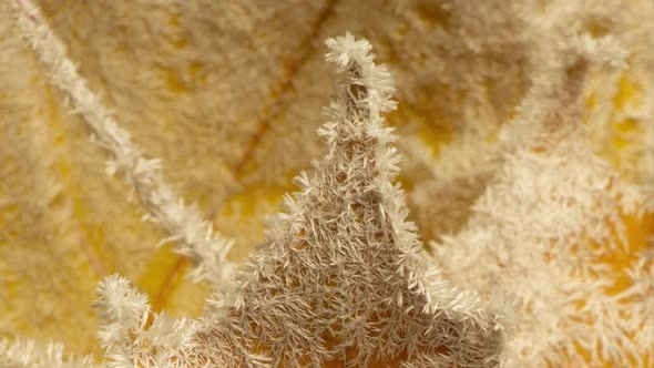 Yellow Maple Leaves are Covered with Frost in Autumn Frost Time Lapse of Frost Growth on Autumn