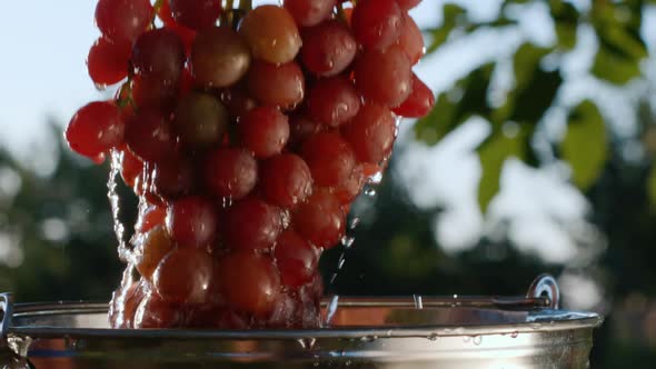 A Beautiful Juicy Bunch of Dark Grapes are Taken Out of a Bucket of Water