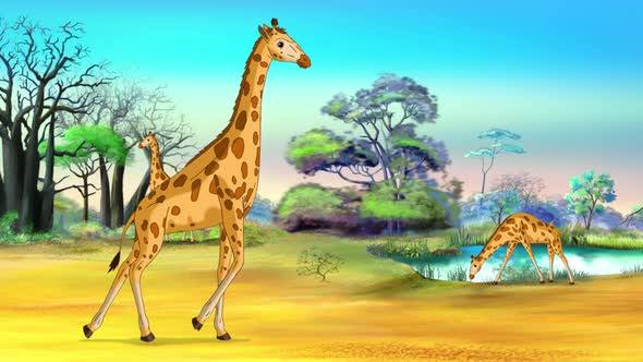 African giraffes in the savanna on a sunny day animation