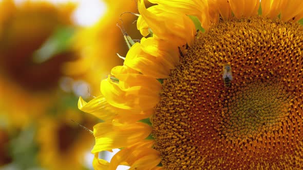 Sunflower in the Field and Bee Crawling on It