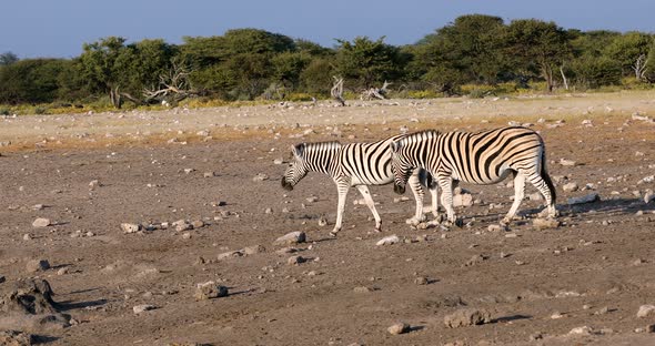 zebra in Etosha waterhole, Namibia wildlife safari