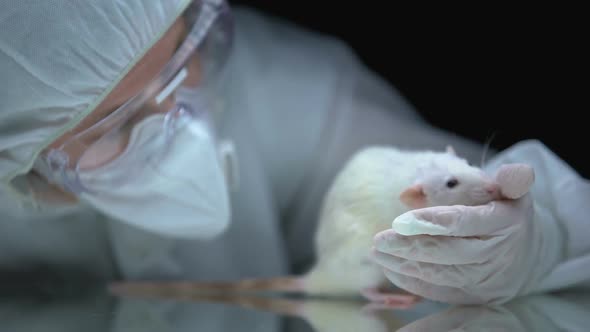 Lab Worker Screening Rat Behavior After Experiment, Illegal Animal Testing