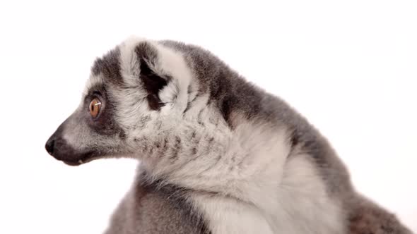 Lemur close up face on white background