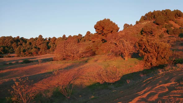 Aerial dolly over agricultural plantation with almond trees at dawn