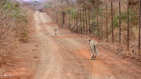 Two African Cheetahs walk along roadside fence in Thanda Reserve