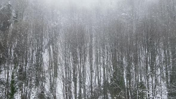 Foggy Snowy Forest