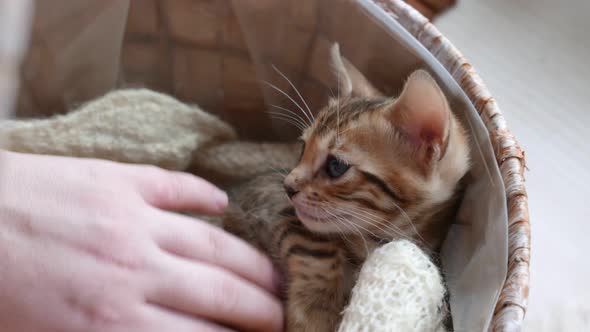 Master Pets Bengal Kitten By the Hand