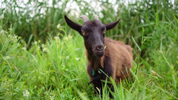 Dark Brown Farm Goat Grazing in Pasture.