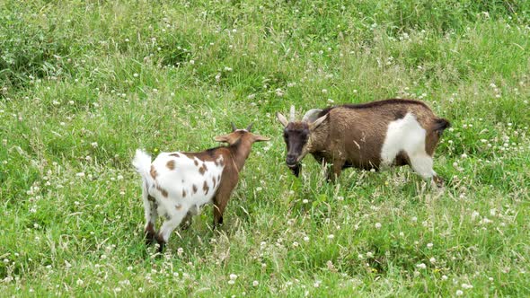 Grazing goats on a summer rural farm eating green grass