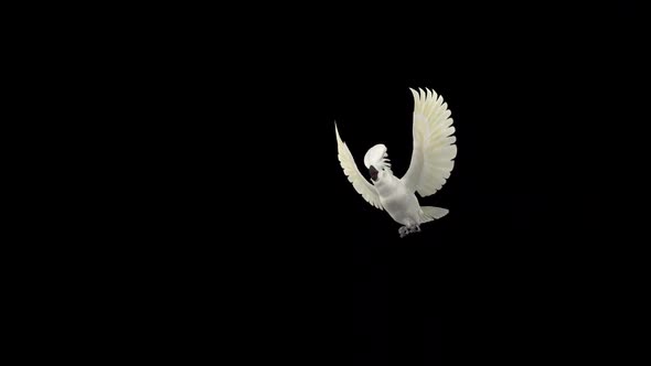 Umbrella Cockatoo - White Parrot - Flying Over Screen - II - Alpha Channel