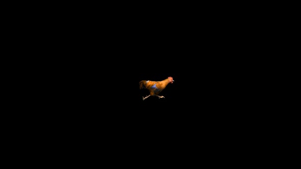 Rooster Run Animation