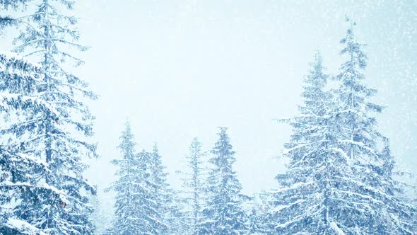 Beautiful Fluffy Snow on Tree Branches