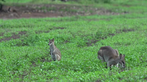 Group of Wallabies on a grass field in Mission Beach 
