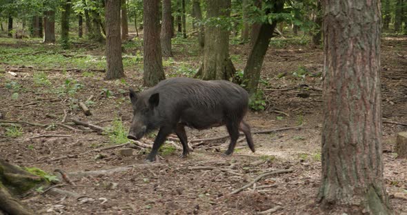 Wild Boars In The Woods