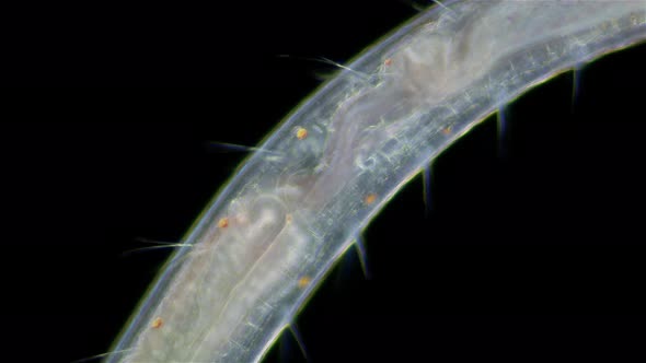 worm Polychaeta Polyophthalmus sp. under a microscope, Ophelliidae family