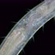 worm Polychaeta Polyophthalmus sp. under a microscope, Ophelliidae family - VideoHive Item for Sale