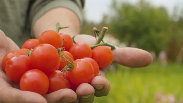 Male Hands Holding a Tomatoes