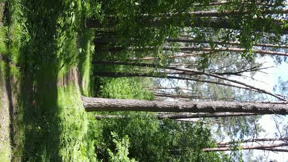 Vertical Video Aerial View Inside a Green Forest with Trees in Summer